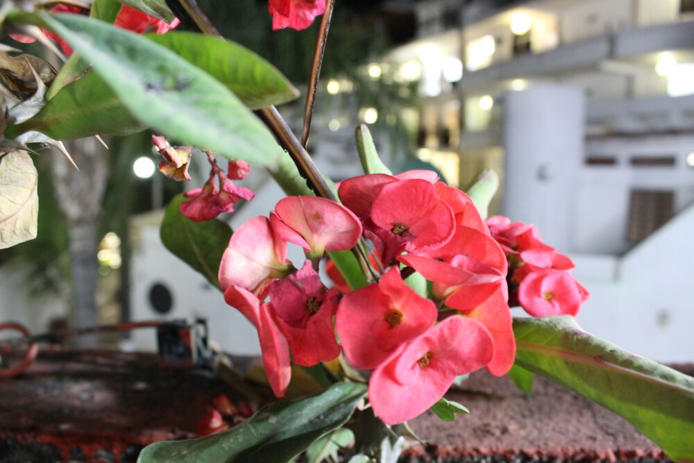 Desarrollo Turistico - carbon neutral hotel in Yautepec