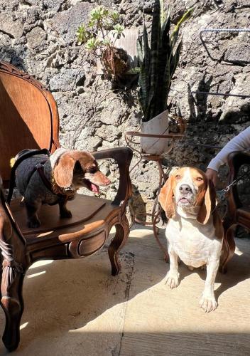 Sampaz — Tepoztlan — photo 5