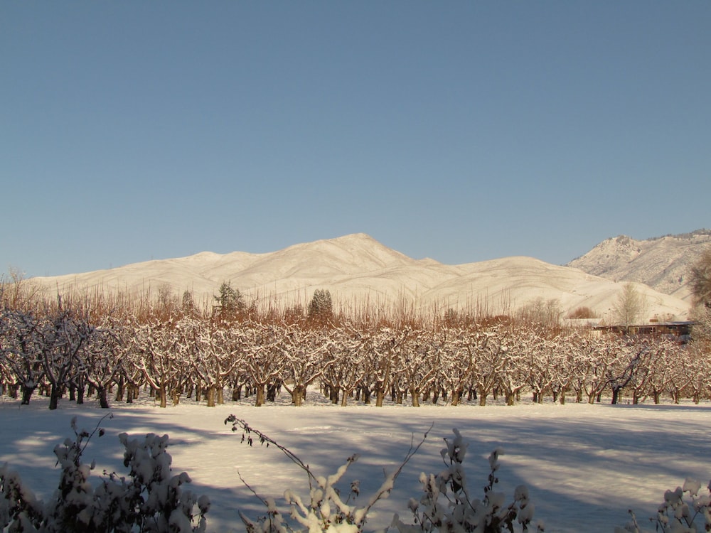 Warm Springs Inn & Winery - photo 83