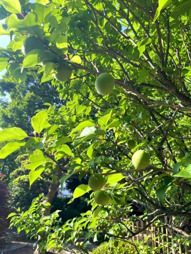 甘糟屋敷 Amakasu Yashiki Kamakura — Kamakura — photo 2