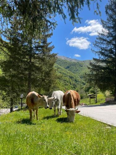 Hotel Campo Stella pet-friendly hotel Leonessa