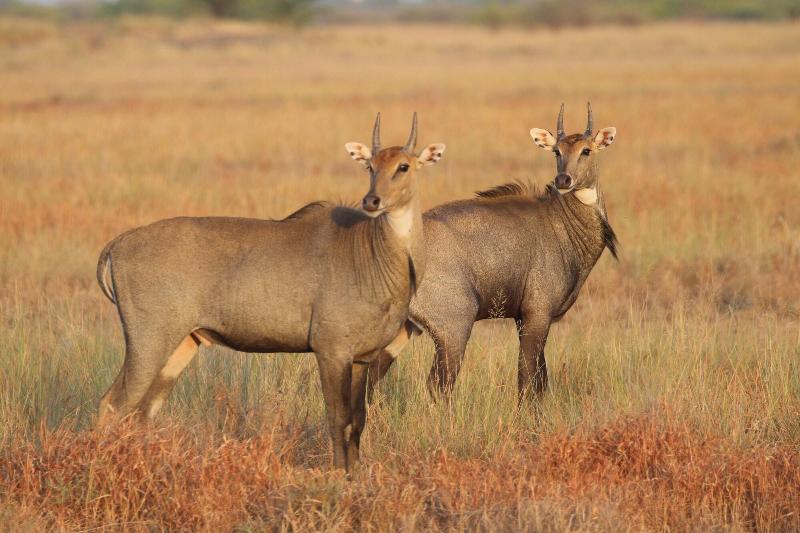 The Blackbuck Trails Velavadar — Bhavnagar — photo 5