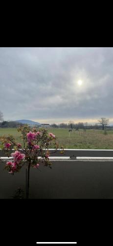 Charming Studio Board of Geneva pet-friendly hotel Veigy