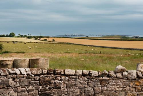 Lyme Grass — Bamburgh — photo 2