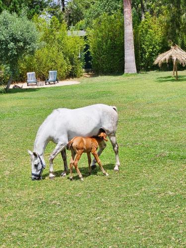 Casa Seahorses b Cottage in Sintra, Portugal
