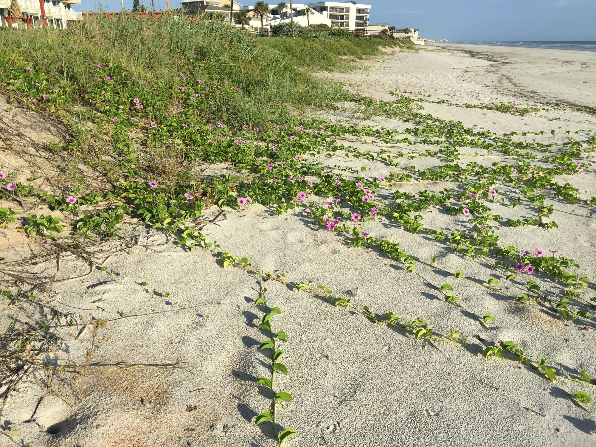 Smyrna Beach Club - photo 36