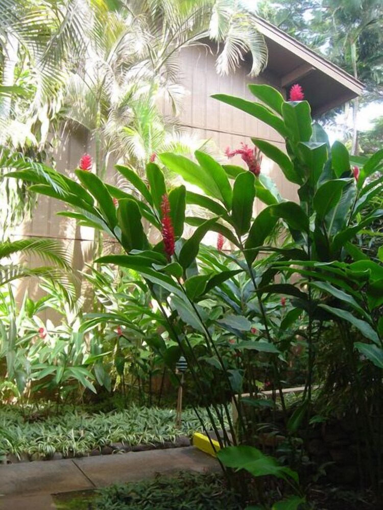 Polynesian Shores - photo 138
