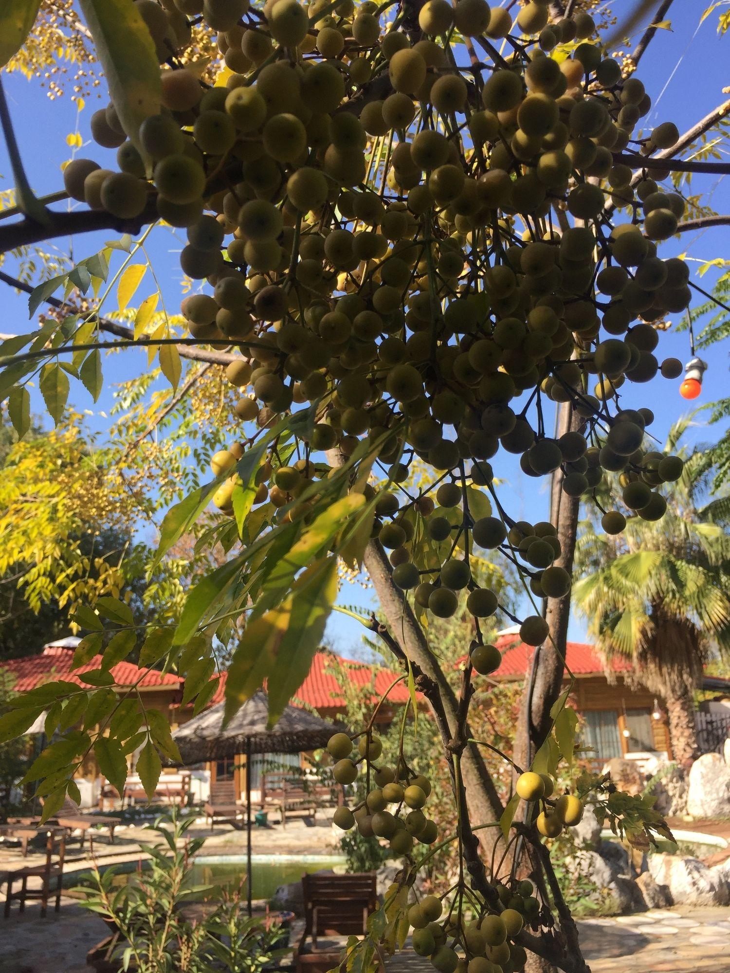 Utopia Lodge Hotel - last minute hotel in Fethiye