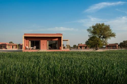 Mharo Khet — Jodhpur — photo 2