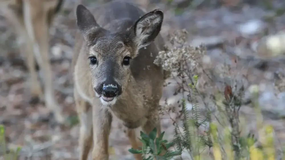 Emerald Hill in Seaside, United States