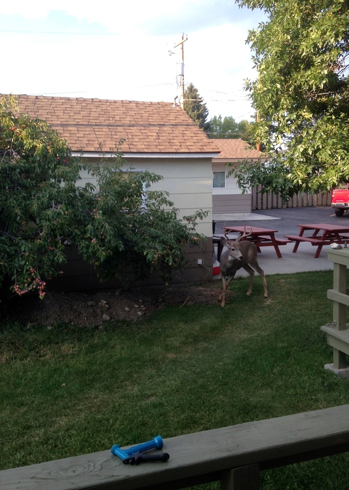A Western Rose - photo 35
