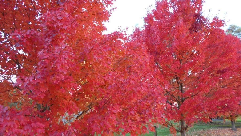 Healesville Getaway — hotel in Healesville