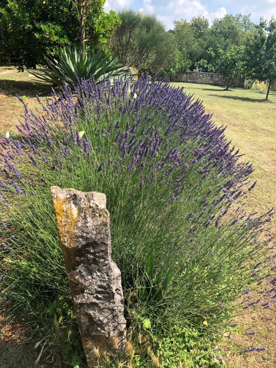 Stancieta Ulrihi — Vrsar — photo 3