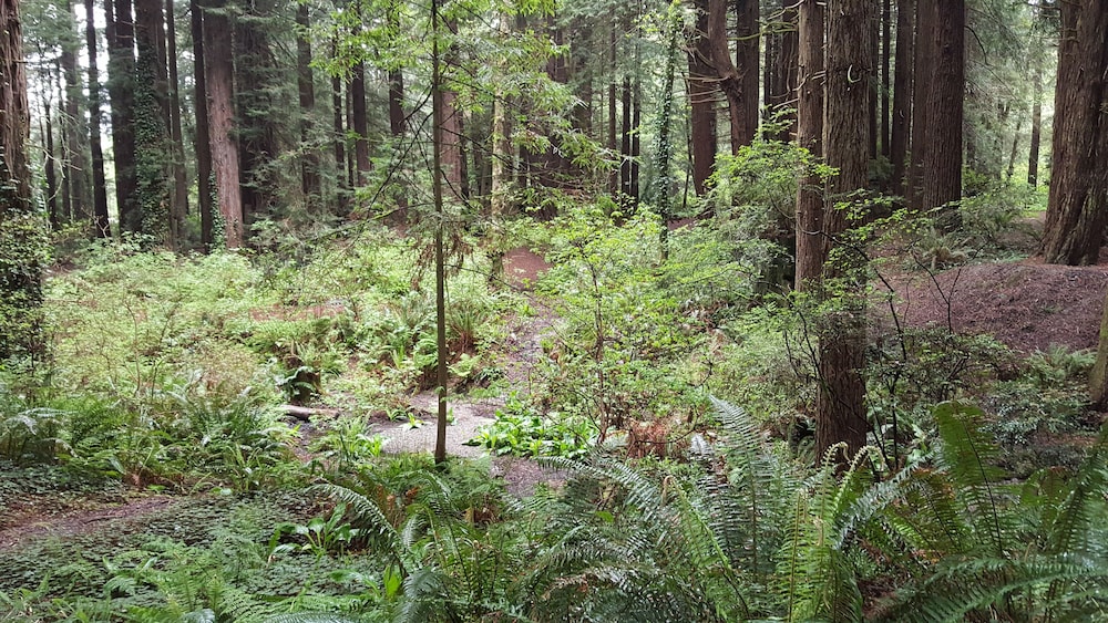 Emerald Forest Cabins - photo 142