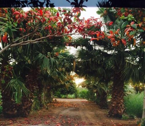 Revaloo farm in Unknown City, United Arab Emirates