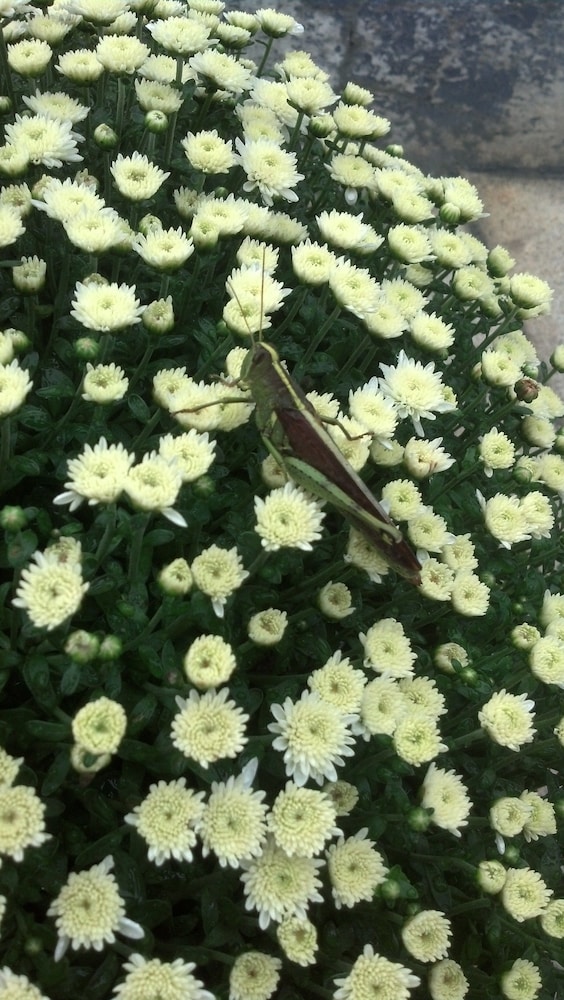 Jasmine Garden Inn - photo 52