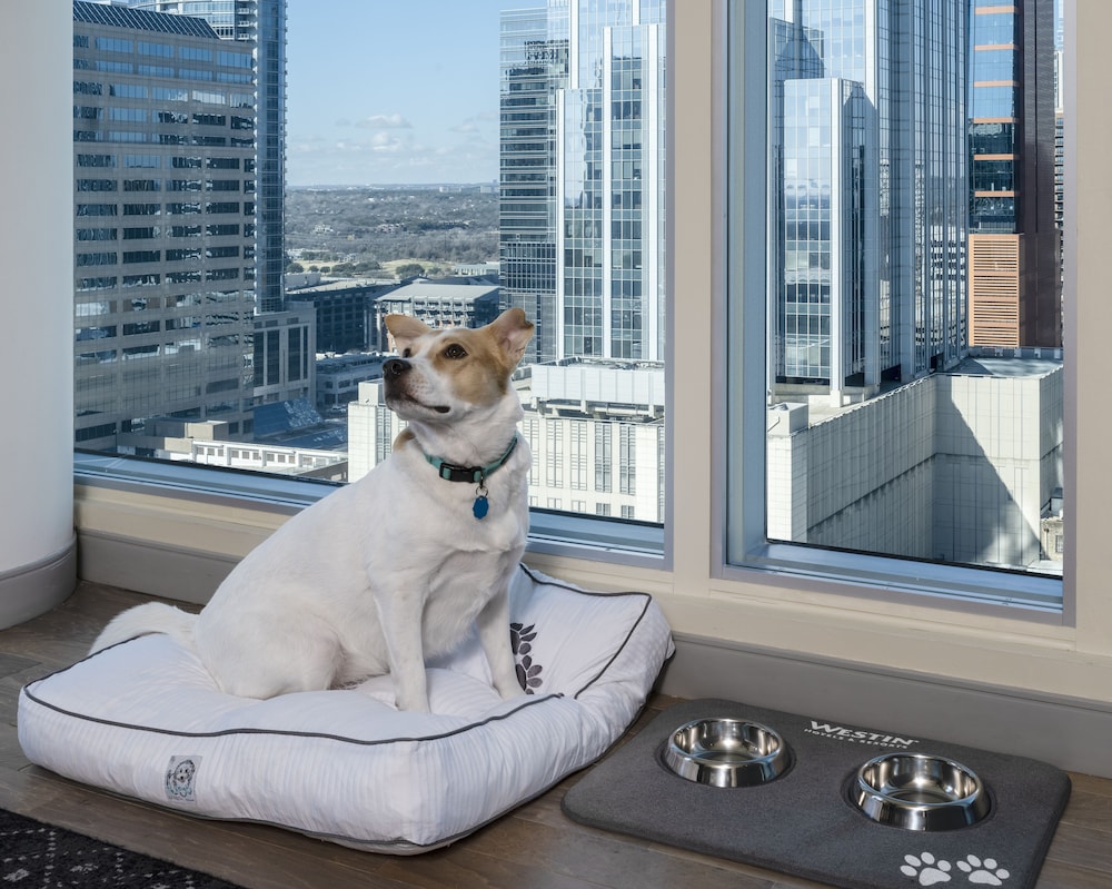 The Westin Austin Downtown - photo 70