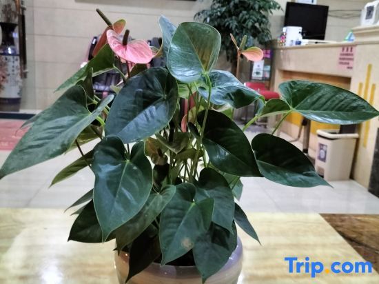 Wenshan Haoya Hotel — hotel in Wenshan City