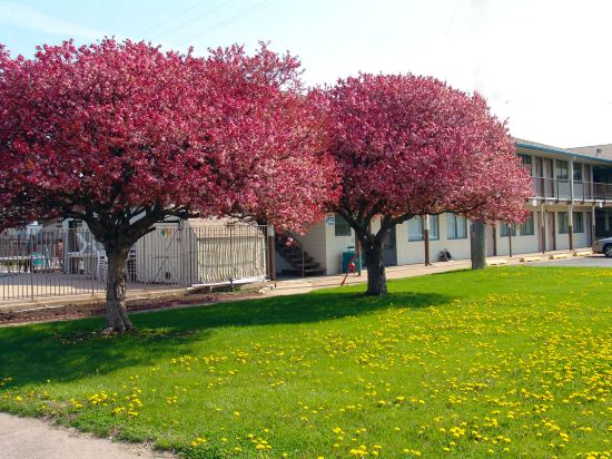 Quad City Inn - photo 3