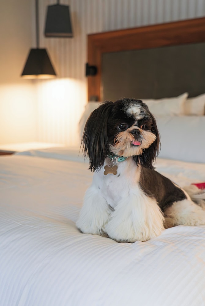 Pet-friendly