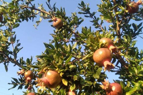 Pomegranate Seaside Corner in Komotini, Greece