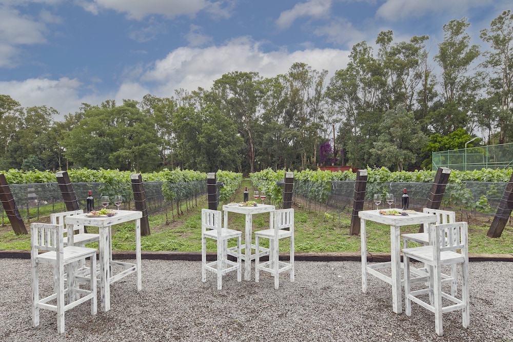 Vineyard