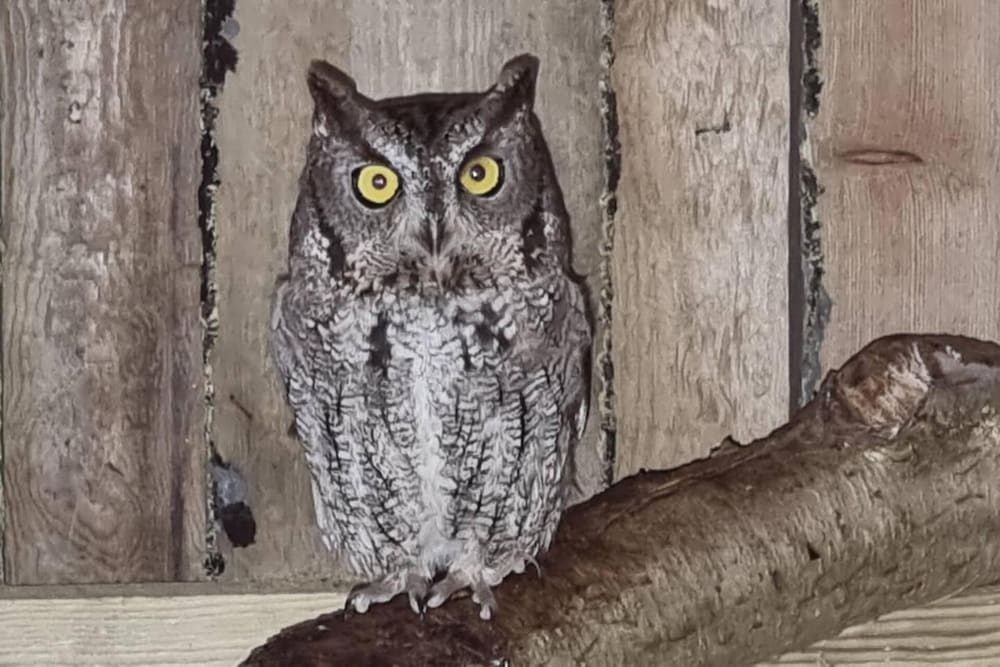 The parrot hotel live in a rescue animal park in Naestved, Denmark