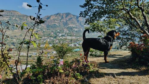 Hideout Hostel — Naini Tal — photo 5