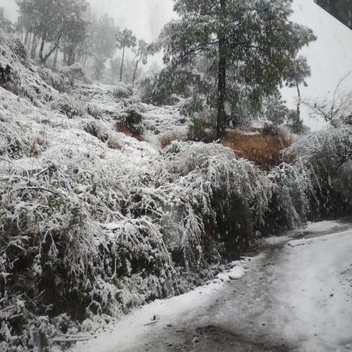 Nature Sanctuary Stay — Shimla