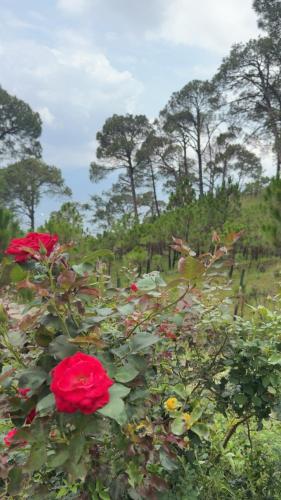 Surya hills view — Unknown City — photo 3