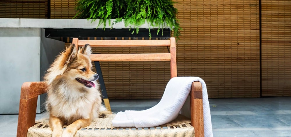Pet-friendly