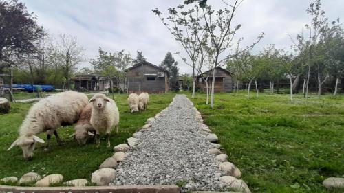 Tiny houses Genacvale