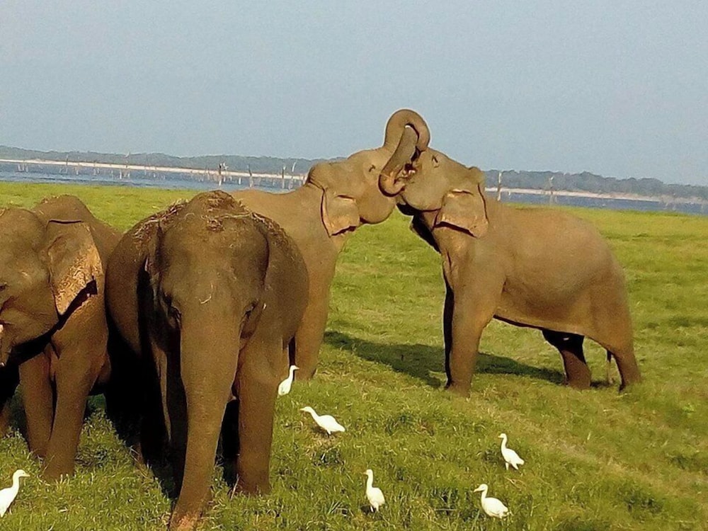 Gangadiya Rest in Dambulla, Sri Lanka