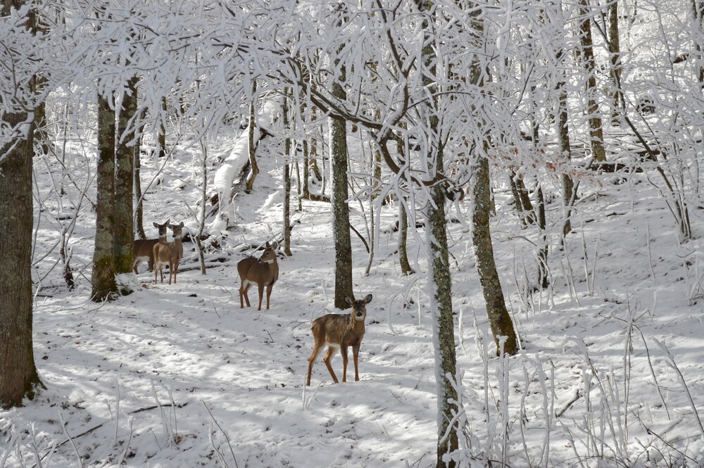 Bald Mountain House Inn at the Wolf Laurel Resort - photo 40