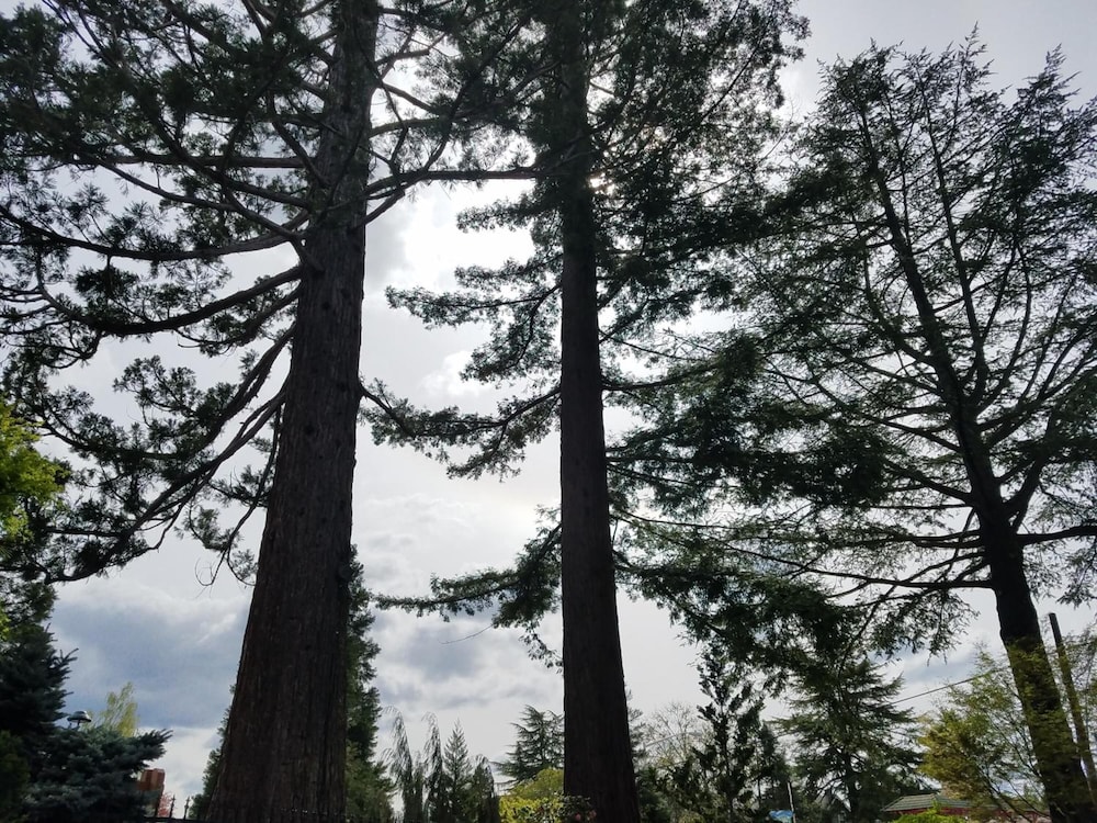 Redwood Garden Inn - photo 19