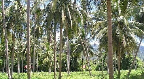 Baan Suay Lamai — Koh Samui — photo 2