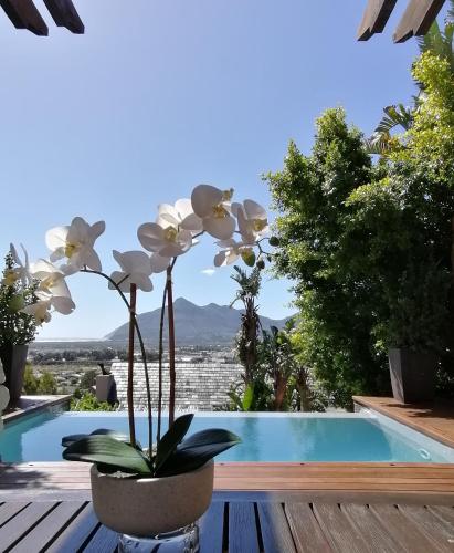 African Violet Terraces — 4-Star Luxury Hotel in Cape Town, South Africa