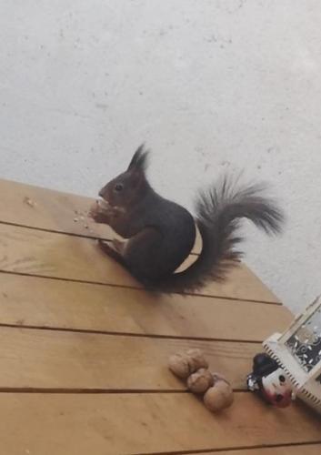 L’ecureuil in Unknown City, France