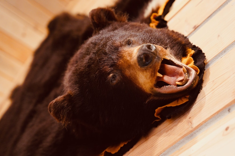 Denali Wild Stay - photo 51