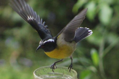 Le Sucrier in Saint-Francois, Guadeloupe