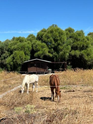 Cabana Rustica En Un Rancho Con Caballos Prado Del Rey Andalucia in Prado Del Rey, Spain