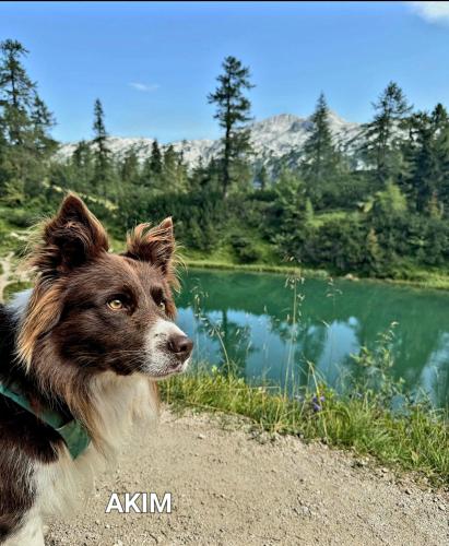 Ferienhaus Jordi & Lara by Appartementhaus Theresia in Mitterndorf Im Steirischen Salzkammergut, Austria