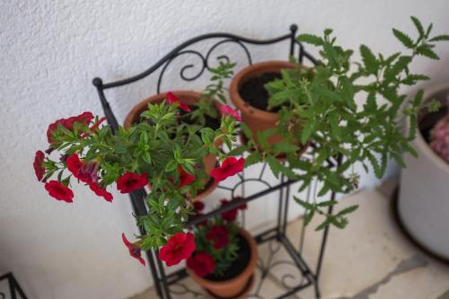 Apartment Libertas