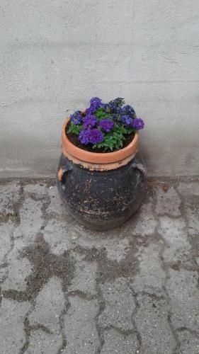 Martorey CIR 10 — Verres — photo 4