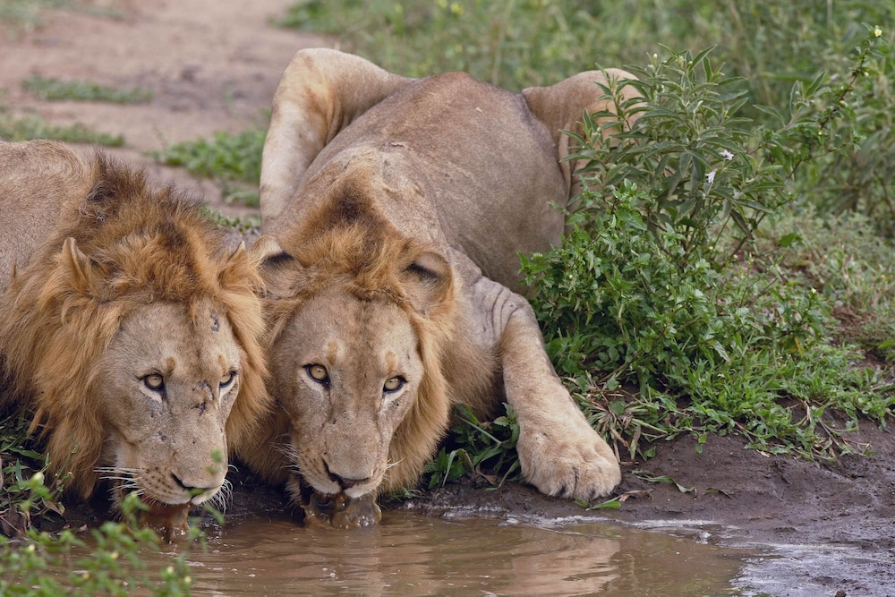 Amakhosi Safari Lodge — 5-Star Luxury Hotel in Pongola, South Africa