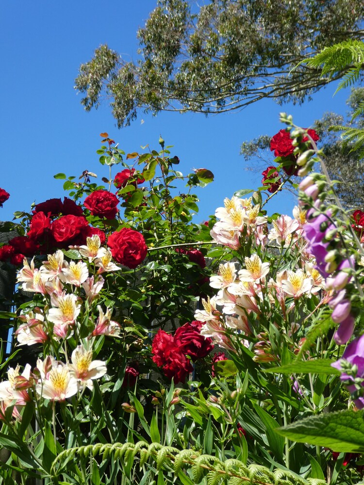 Hillside Homestead BB — 4-Star Luxury Hotel in Rotorua, New Zealand