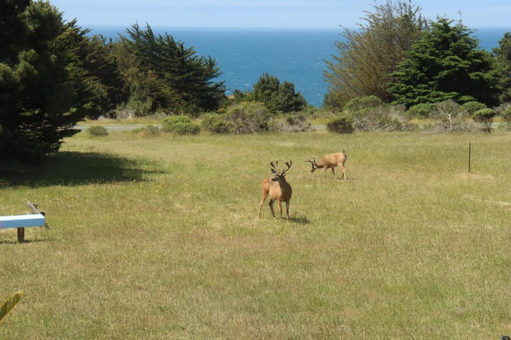 Cozy Getaway with Ocean View and Private Entrance in Ukiah, United States