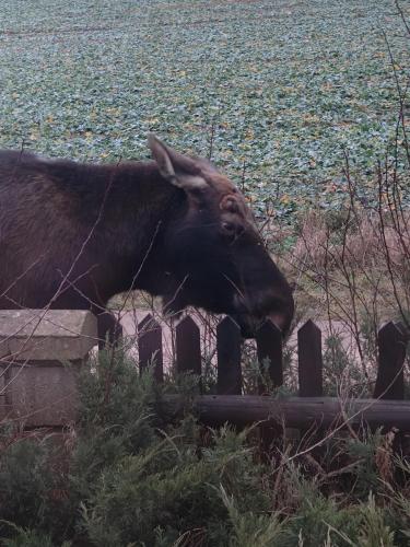 Stary Dom a może in Kruklanki, Poland