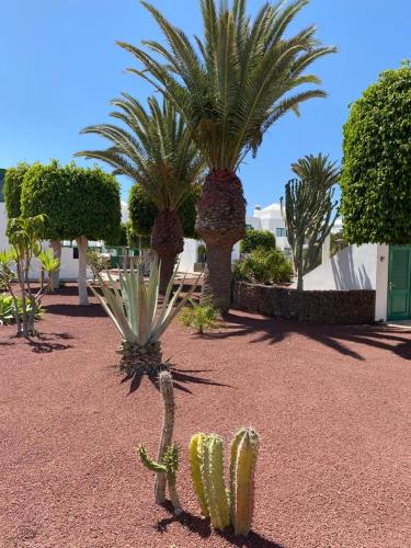 Dorada Sand — Playa Blanca — photo 5
