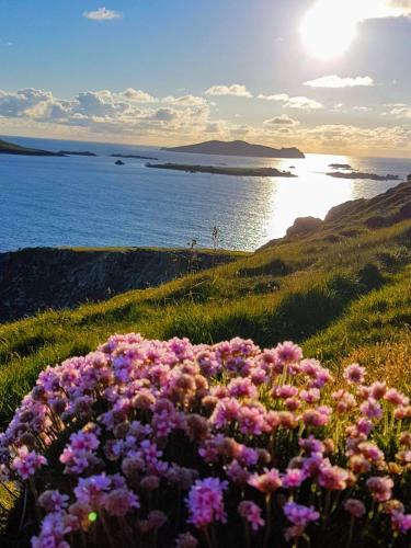 The Plough - last minute hotel in Dingle